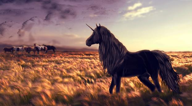 Unicorn In Field Wallpaper 1080x2160 Resolution