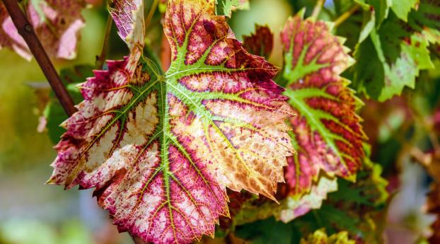 vine, leaves, pigmentation Wallpaper 640x1136 Resolution