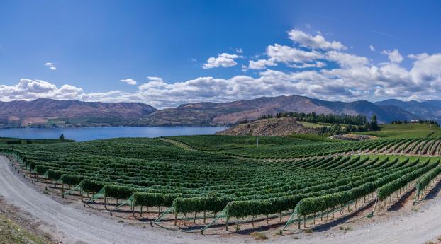 vineyard, field, lake Wallpaper 2560x1700 Resolution