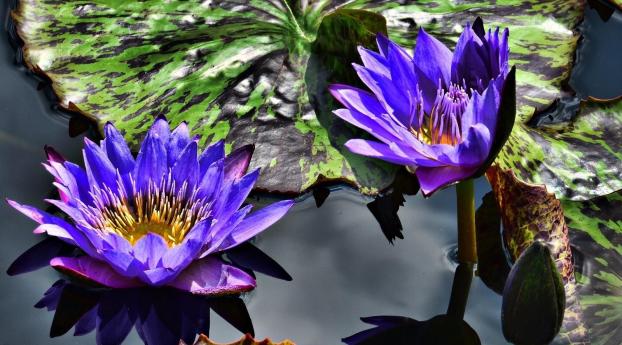 water lilies, purple, steam Wallpaper