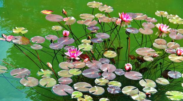 water lilies, water, herbs Wallpaper 1440x2560 Resolution