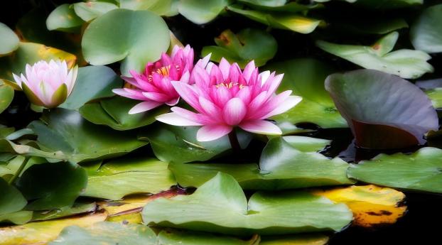 water lilies, water, leaves Wallpaper 1080x2280 Resolution