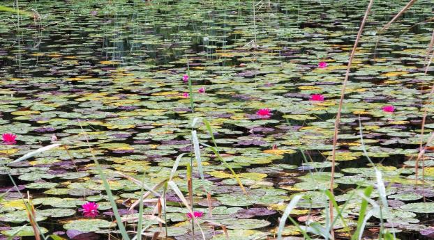 water lilies, water, swamp Wallpaper 1400x900 Resolution