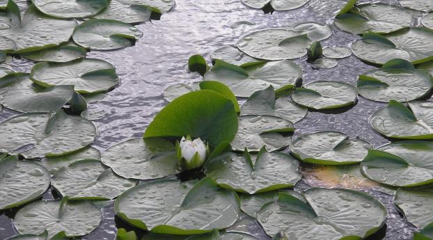 water-lily, leaves, pond Wallpaper 2088x2250 Resolution