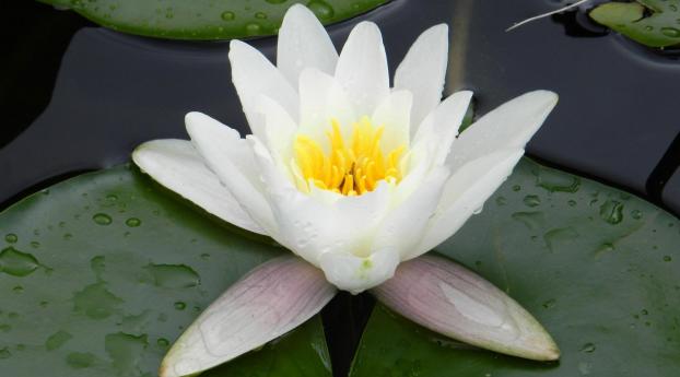 water lily, water, droplets Wallpaper 1350x689 Resolution