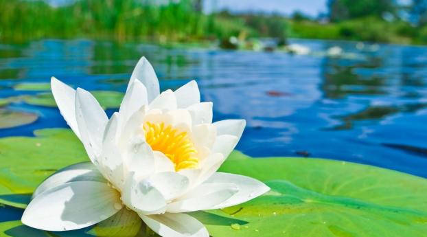 water lily, water, drops Wallpaper 1080x2280 Resolution