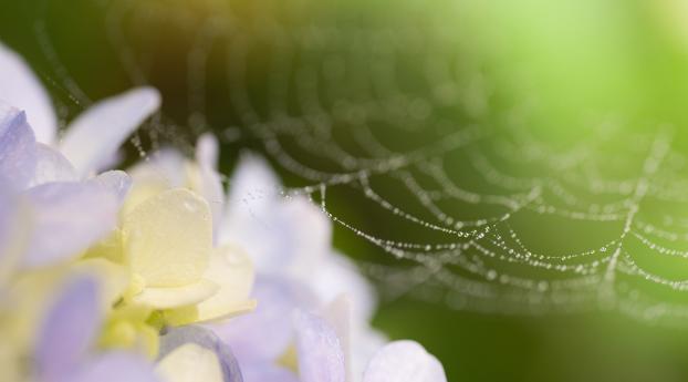 web, drops, flowers Wallpaper