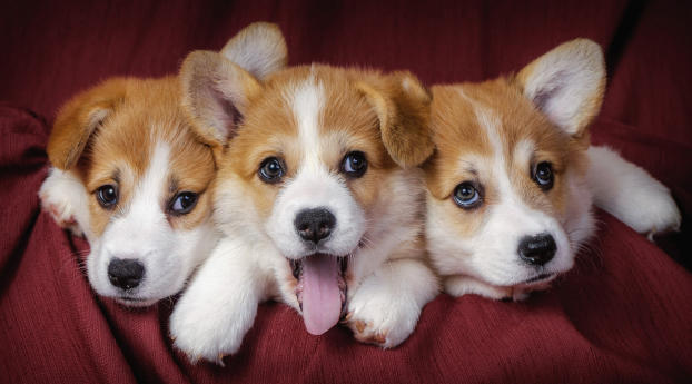 welsh corgi, puppies, dogs Wallpaper 1280x800 Resolution