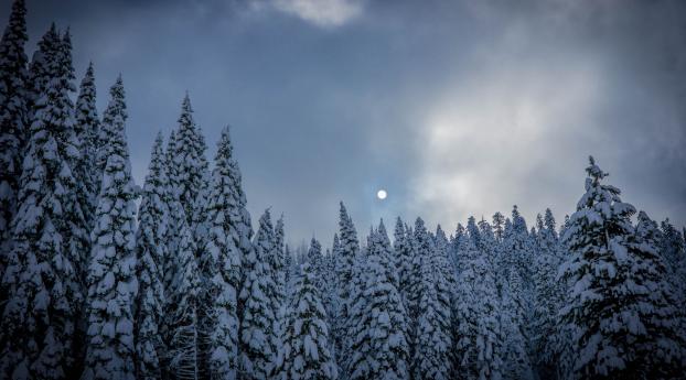 winter, fir, snow Wallpaper 1280x720 Resolution