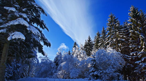 winter, forest, snow Wallpaper 1082x1920 Resolution