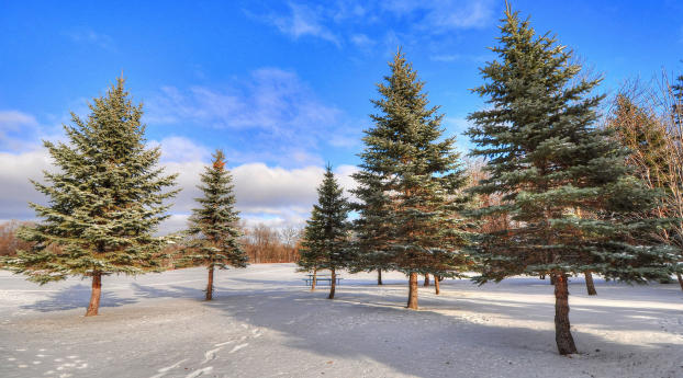 winter, forest, trees Wallpaper 320x480 Resolution