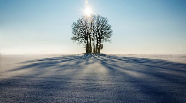 winter, horizon, tree Wallpaper 3840x2400 Resolution