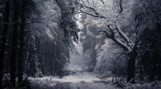 Winter Path HD Wallpaper 640x960 Resolution