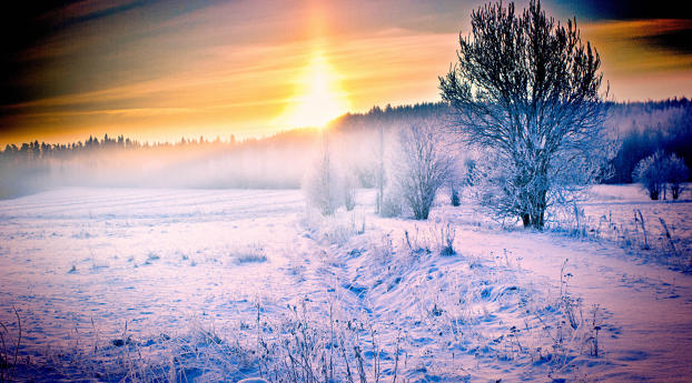 winter, snow, forest Wallpaper 640x1136 Resolution