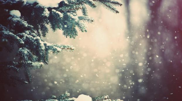 winter, spruce, branches Wallpaper 3840x2160 Resolution