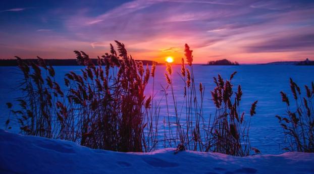 winter, sunset, snow Wallpaper 480x484 Resolution