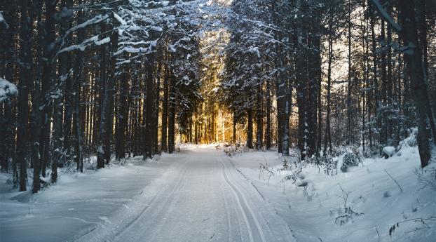 winter, trees, forest Wallpaper 800x1280 Resolution