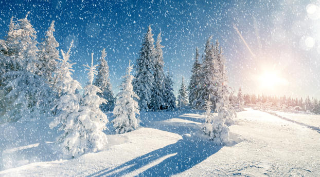 Winter Trees Snow Season Wallpaper 1125x2436 Resolution
