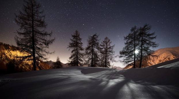 winter, trees, snow Wallpaper 2560x1600 Resolution