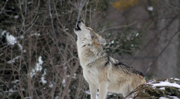 wolf, howling, snow Wallpaper