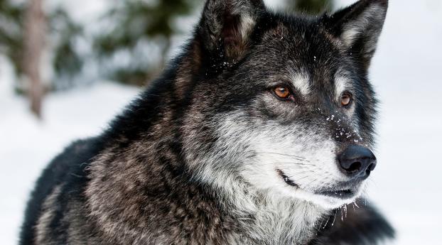 wolf, predator, face Wallpaper