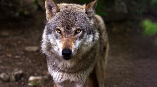 wolf, predator, snout Wallpaper 1600x1200 Resolution