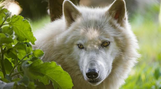 wolf, predatory, view Wallpaper 1080x2316 Resolution