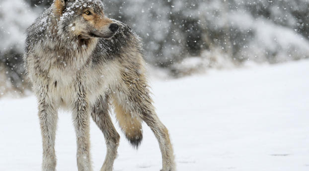 wolf, snow, winter Wallpaper