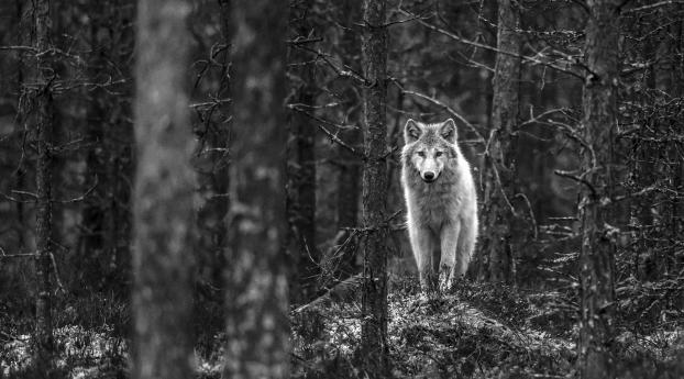 Wolf Walking In Jungle Monochrome Wallpaper 1440x2992 Resolution