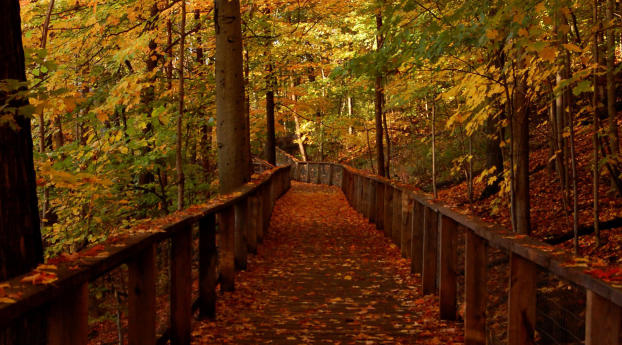 Wood Bridge Forest in Fall Wallpaper