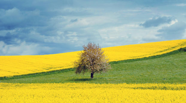 Yellow Flower Field Wallpaper 1440x2560 Resolution