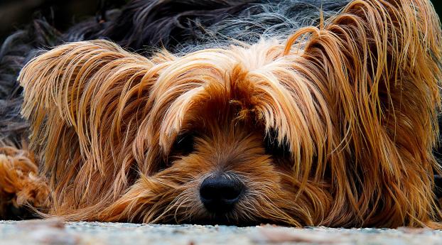 yorkshire terrier, dog, muzzle Wallpaper 1400x1050 Resolution