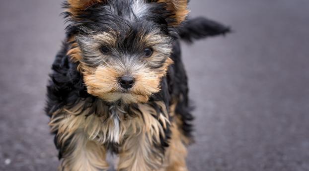 yorkshire terrier, dog, puppy Wallpaper